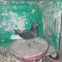 کفتر زاغ دم سفید