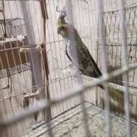 کتوله مولد