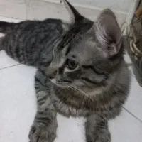 واگذاری گربه نر ۷ ماهه