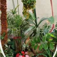 گلخانه خانگی اصفهان|خدمات پیشه و مهارت|فولادشهر, C4|دیوار