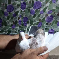 کبوتر جوجه عالی|پرنده|قرچک, پارک جنگلی|دیوار