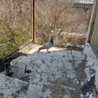 کبوتر سبز|حیوانات|فیروزآباد (فارس), |دیوار