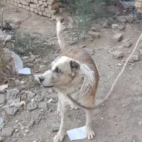 واگزار|سگ|تربت جام, نظامی|دیوار