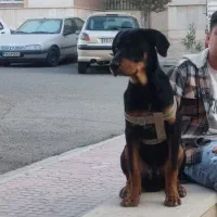 سگ گمشده|حیوانات|رباطکریم, الارد|دیوار