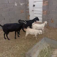 دوراس بز دورگ پاکستانی شیرا