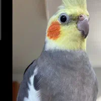 حراج عروس هلندی