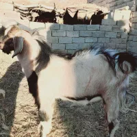 بزنر|حیوانات مزرعه|زهک, |دیوار