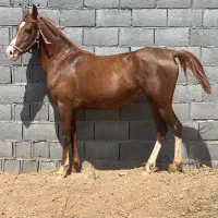 مادیان کره سهیل حیدر|اسب و تجهیزات اسب‌سواری|مبارکه, |دیوار