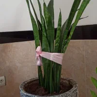 گل سانسوریا