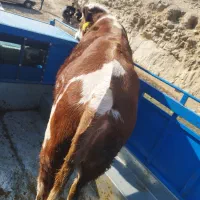 گوشت مراسمات با تخفیف ویژه فروشی|خدمات پذیرایی، مراسم|مسجد سلیمان, |دیوار