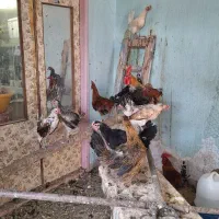 مرغ و خروس محلی لری قلم سبز