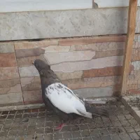 ماده سینه قهوه ای|پرنده|شیراز, جوادیه|دیوار