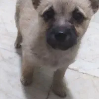 واگذاری به علت نداشتن وقت برای رسیدگی