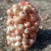 پیاز زرد خوش رنگ|خوردنی و آشامیدنی|داران, |دیوار