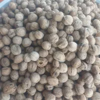 گردو یاسوج