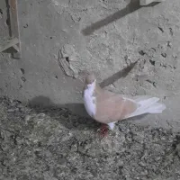 ساده زرد کلاغ دم چادری نر