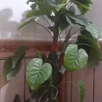 فروش میز تلویزیون|کلکسیون و سرگرمی|زابل, |دیوار