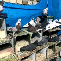 کفتر|پرنده|کاشان, پشت شهربانی|دیوار