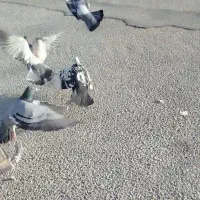 کبوتر گمشده