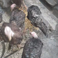 بقلمو|حیوانات مزرعه|محمدشهر, شهرک پیام (مهرالبرز)|دیوار