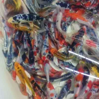 کوی تری کالر