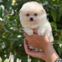 توله لیوانی|سگ|اهواز, آریاشهر|دیوار