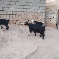 بز ترکی دوقلو زا بادوتا بیگ نر بزرگ زیرش|حیوانات مزرعه|مسجد سلیمان, |دیوار