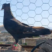 طافته ای اصیل کاکلی. بزن