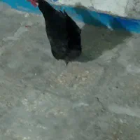 اهواز کوت عبدالله|حیوانات مزرعه|کارون, |دیوار