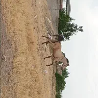 اسب|اسب و تجهیزات اسب‌سواری|مشگین شهر, |دیوار