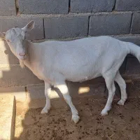 بز سانن|حیوانات مزرعه|گرمسار, |دیوار