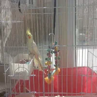 عروس هلندی
