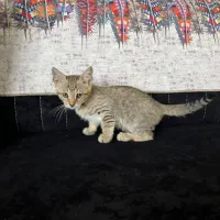 واگذاری گربه خانگی
