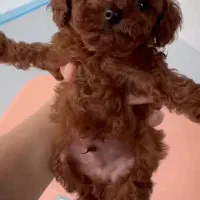 سگ پودل قهوه ی اورجینال|سگ|تهران, آسمان|دیوار