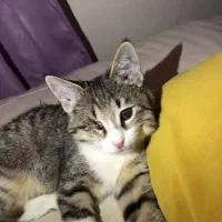 گربه|گربه|کرج, کرج نو|دیوار