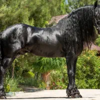 خواهان معاوضه اسب با گوشی