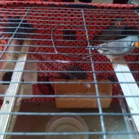 2 جفت فنچ کینگ شرط تخم و جوجه و الان هم تخم دارن