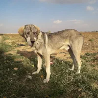 مفقودی سگ|سگ|دهگلان, |دیوار