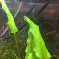 فروش فوری آکواریوم گیاهی|ماهی|شیراز, رازی|دیوار