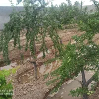 باغ انگور با درختان مثمر گنبدواز
