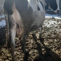 گاوهشت ماه ابستن