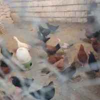 مرغ و خروس|حیوانات مزرعه|شهرکرد, |دیوار