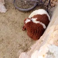 همه بره ها نر بزغاله هم هست|حیوانات مزرعه|اسفراین, |دیوار