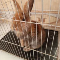 خرگوش لوپی اهلی دستی کاملا  اروم