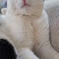 واگذاری گربه