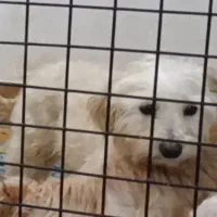 سگ گمشده پیدا کردین مژدگانی خوبی بهتون میدیم