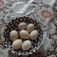 عروس هلندی|پرنده|ساری, |دیوار