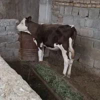 گوساله سیمینتال صنعتی مادر پرشیر