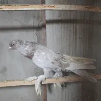 کبوترپرشی|پرنده|رشت, یخسازی|دیوار