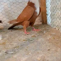 کفتر